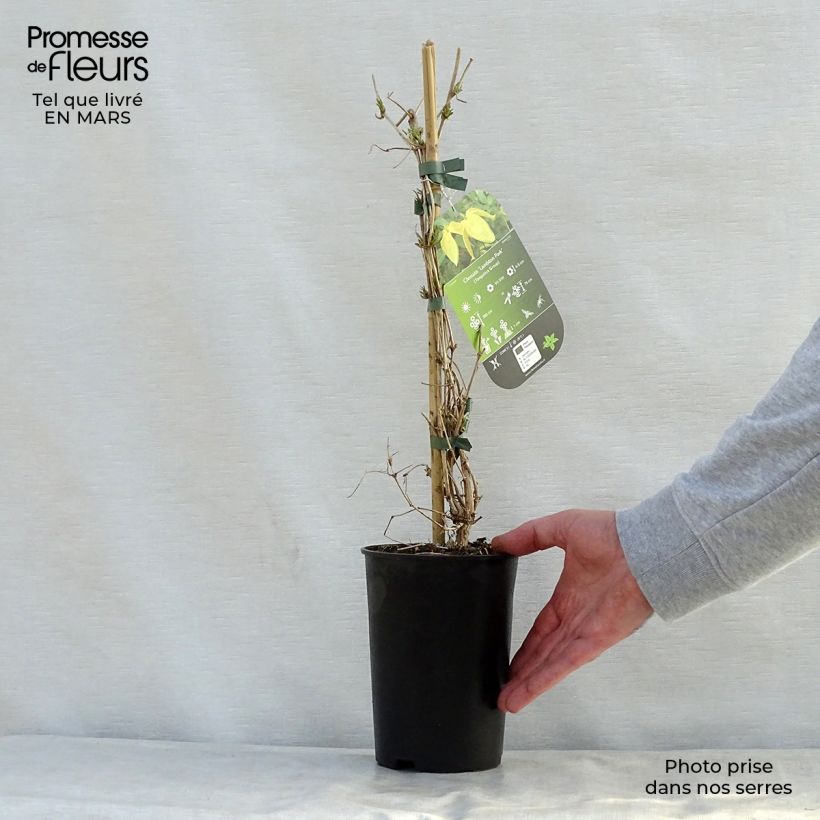 Clematis tangutica Lambton Park Maceta 2L/3L Ejemplar entregado en la primavera