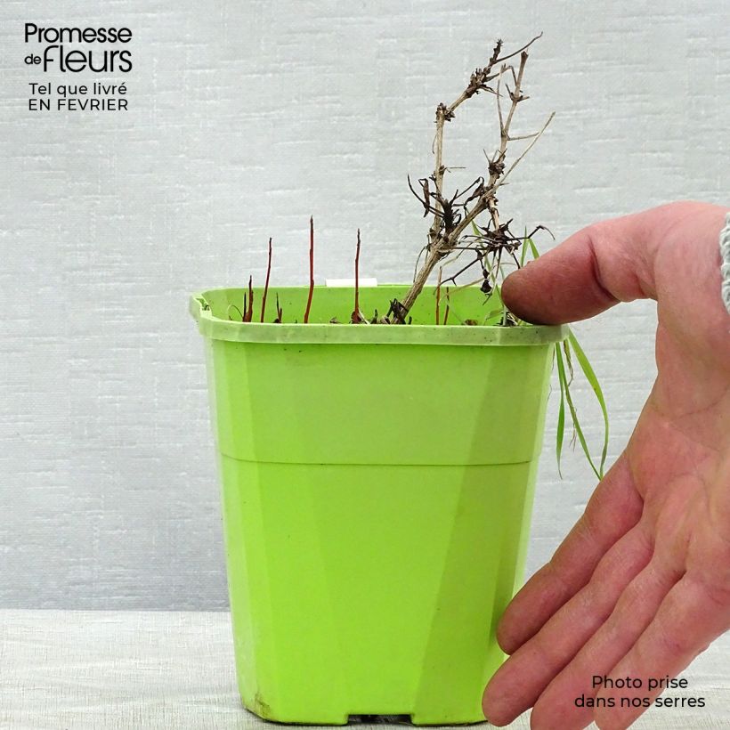 Clematis tangutica Little Lemons Maceta 1L/1,5L Ejemplar entregado en invierno