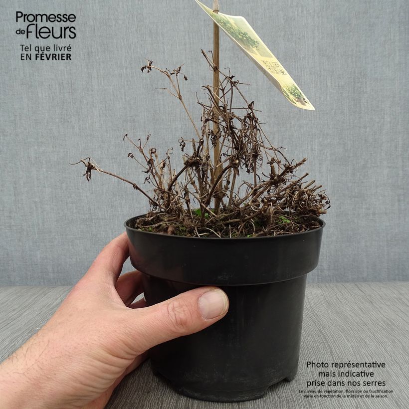 Clematis tangutica Little Lemons Maceta 2L/3L Ejemplar entregado en invierno