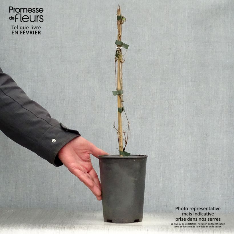 Clematis tangutica My Angel Maceta 2L/3L Ejemplar entregado en invierno