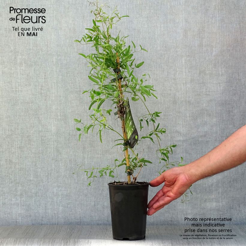 Clematis tangutica My Angel Maceta 2L/3L Ejemplar entregado en la primavera