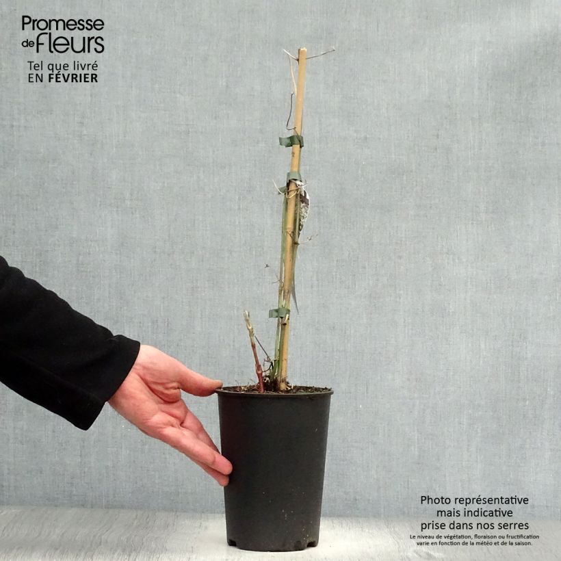 Clematis flammula terniflora - Clemátide olorosa Maceta 2L/3L Ejemplar entregado en invierno
