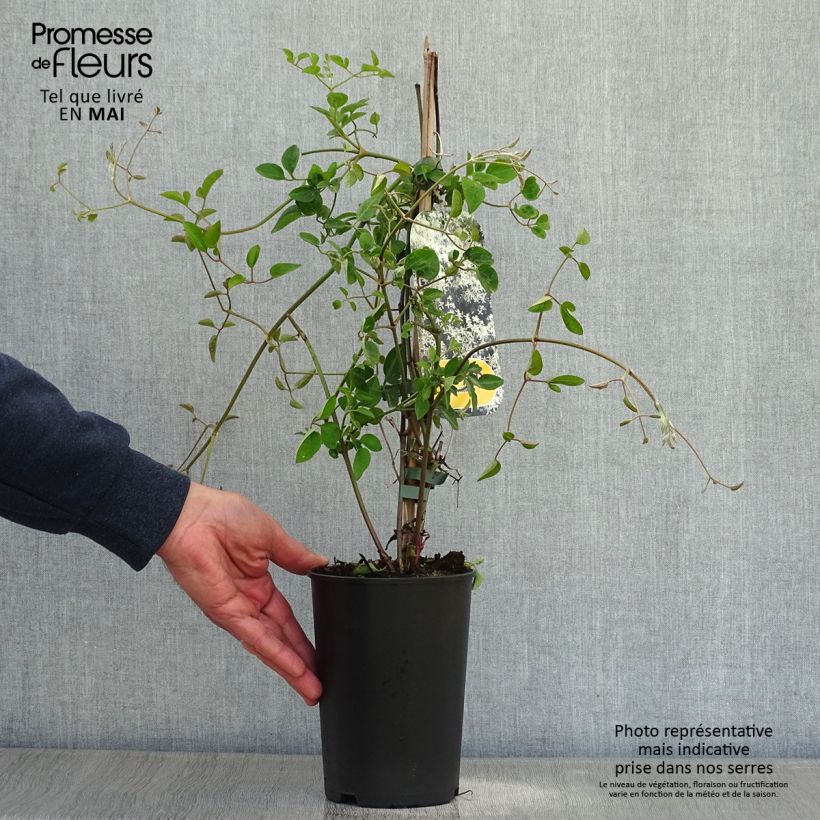 Clematis flammula terniflora - Clemátide olorosa Maceta 2L/3L Ejemplar entregado en la primavera