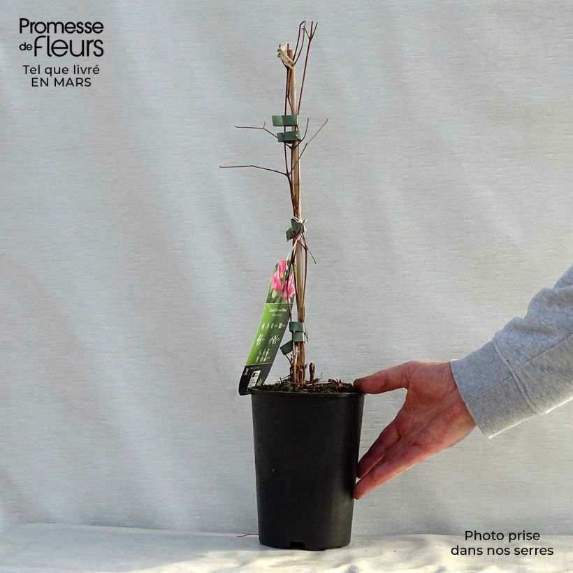 Clematis texensis Duchess of Albany - Flor de cuero escarlata Maceta 2L/3L Ejemplar entregado en la primavera