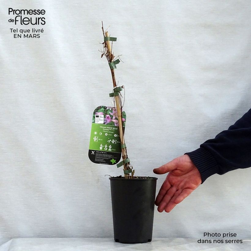 Clematis texensis Mienie Belle - Flor de cuero escarlata Maceta 2L/3L Ejemplar entregado en la primavera