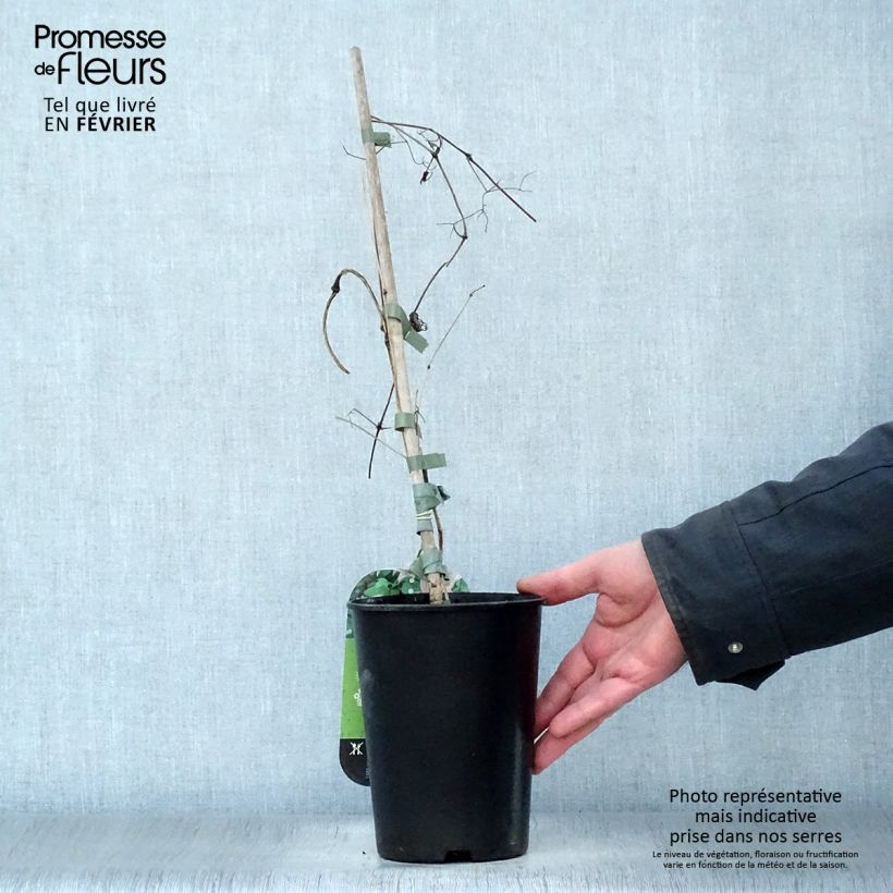 Clematis texensis Mienie Belle - Flor de cuero escarlata Maceta 2L/3L Ejemplar entregado en invierno