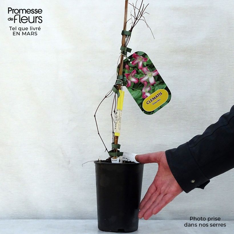 Clematis texensis Odoriba - Flor de cuero escarlata Maceta 2L/3L Ejemplar entregado en la primavera