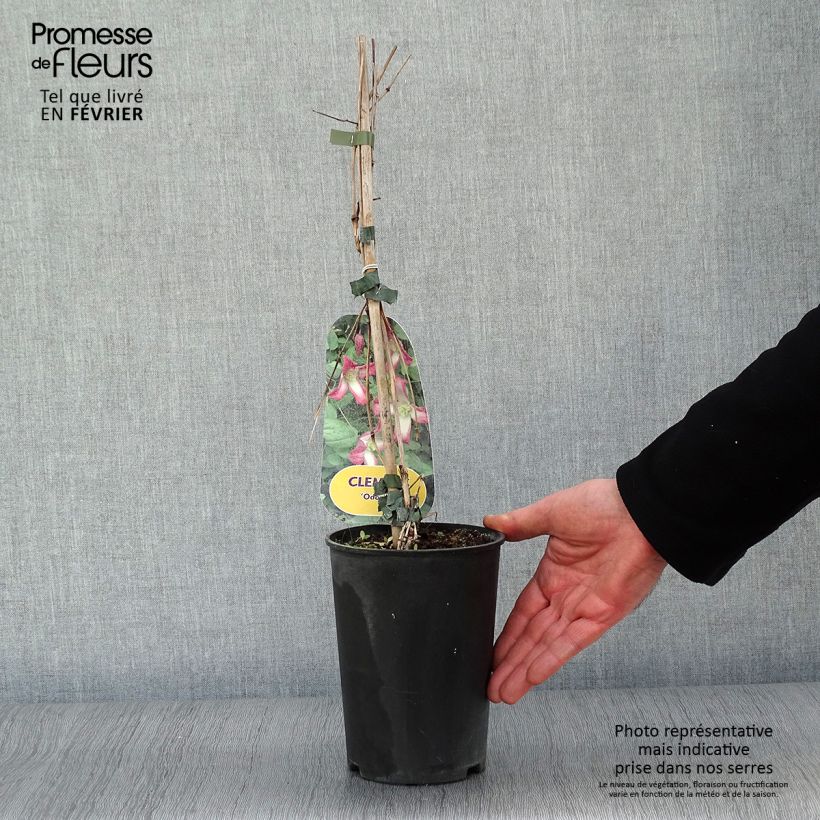 Clematis texensis Odoriba - Flor de cuero escarlata Maceta 2L/3L Ejemplar entregado en invierno