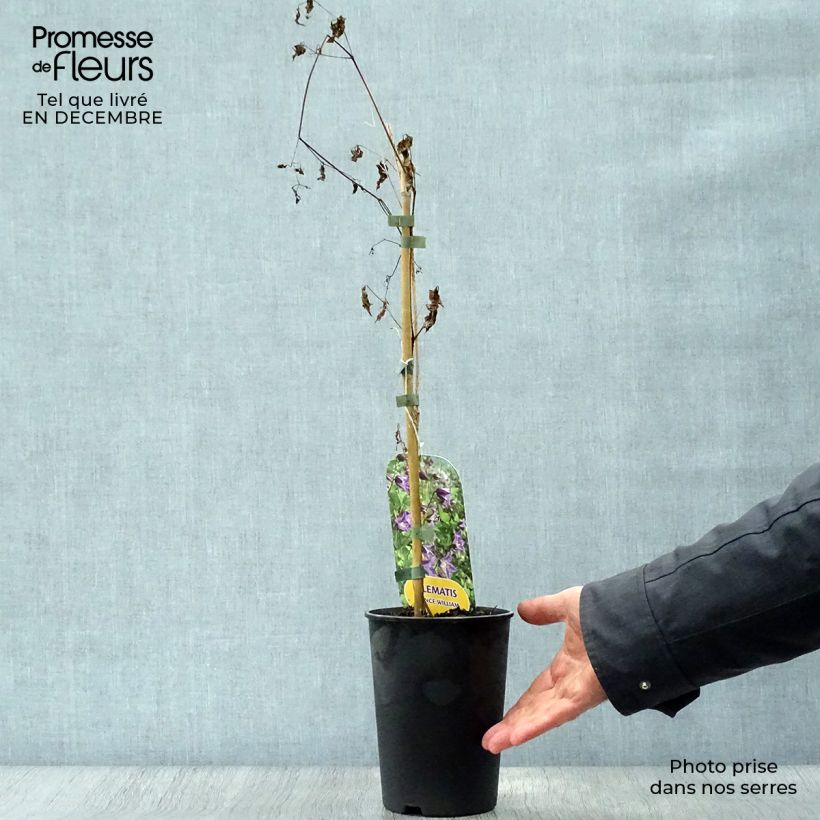 Clematis texensis Prince William - Flor de cuero escarlata Maceta 2L/3L Ejemplar entregado en invierno