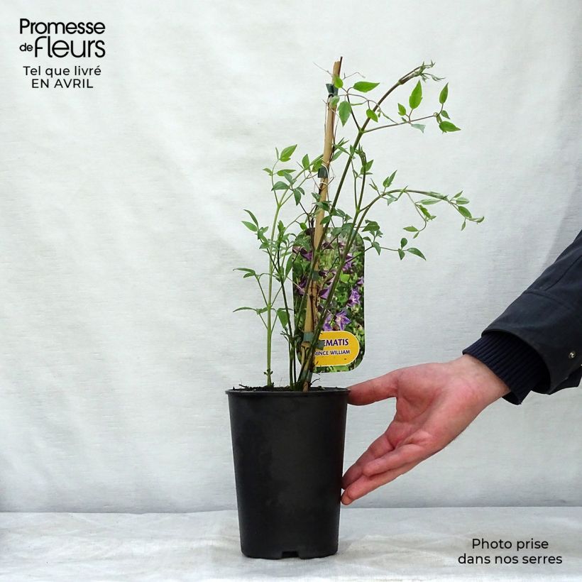 Clematis texensis Prince William - Flor de cuero escarlata Maceta 2L/3L Ejemplar entregado en la primavera