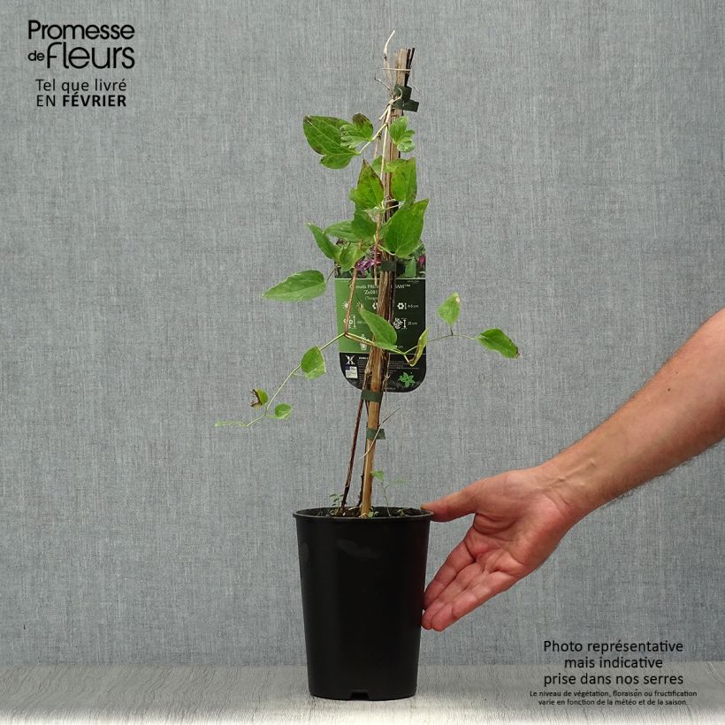 Ejemplar de Clematis texensis Prince William - Flor de cuero escarlata Maceta 2L/3L entregado en otoño