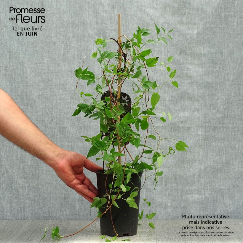Ejemplar de Clematis texensis Princess Kate - Flor de cuero escarlata Maceta 2L/3L entregado en verano