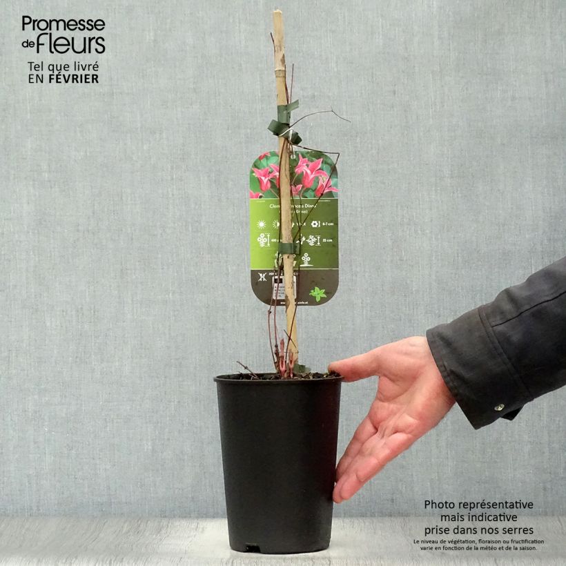 Clematis texensis Princess Diana - Flor de cuero escarlata Maceta 1,5L/2L Ejemplar entregado en invierno