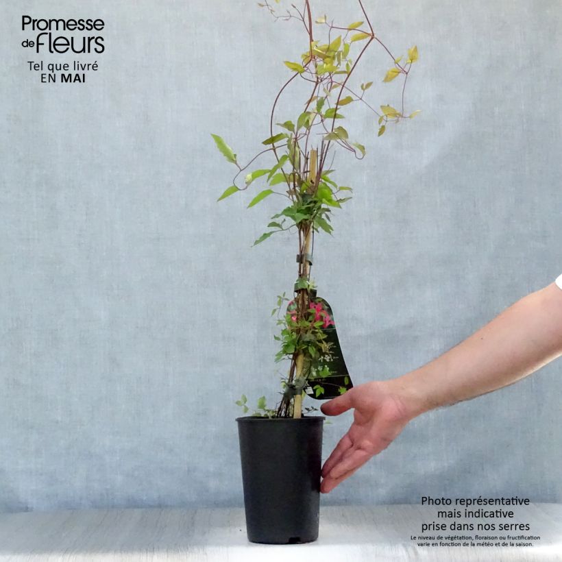 Clematis texensis Princess Diana - Flor de cuero escarlata Maceta 1,5L/2L Ejemplar entregado en la primavera