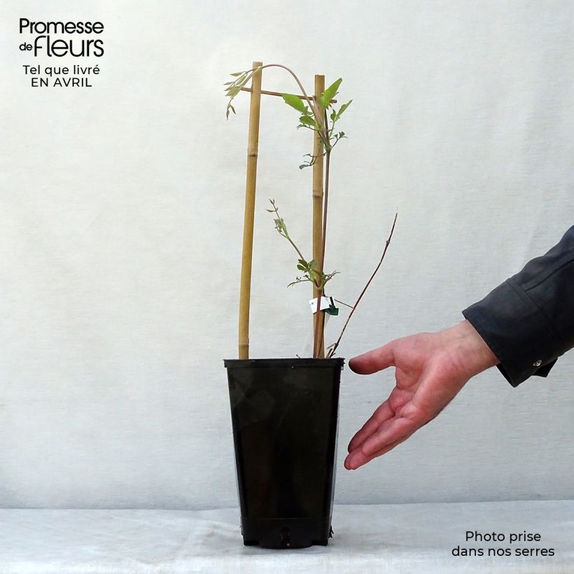 Clematis texensis Queen Maxima - Flor de cuero escarlata Maceta 1,5L/2L Ejemplar entregado en la primavera