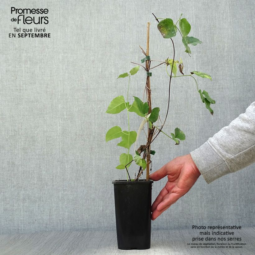 Ejemplar de Clematis texensis Queen Maxima - Flor de cuero escarlata Maceta 1,5L/2L entregado en otoño