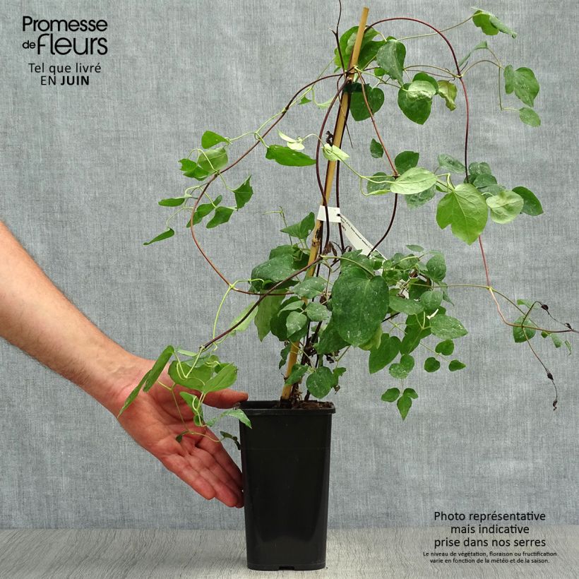 Ejemplar de Clematis texensis Queen Maxima - Flor de cuero escarlata Maceta 1,5L/2L entregado en verano