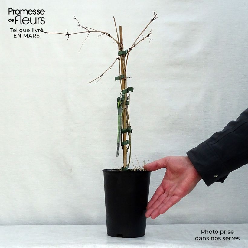 Clematis tibetana var. vernayi Orange Peel Maceta 2L/3L Ejemplar entregado en la primavera