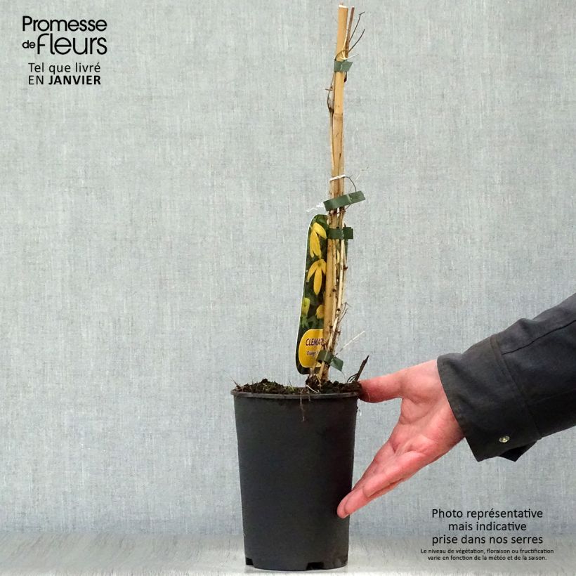 Clematis tibetana var. vernayi Orange Peel Maceta 2L/3L Ejemplar entregado en invierno