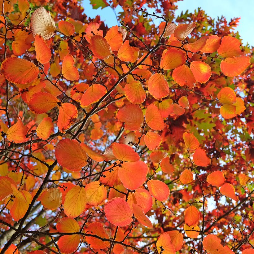Clematis tibetana var. vernayi Orange Peel (Follaje)