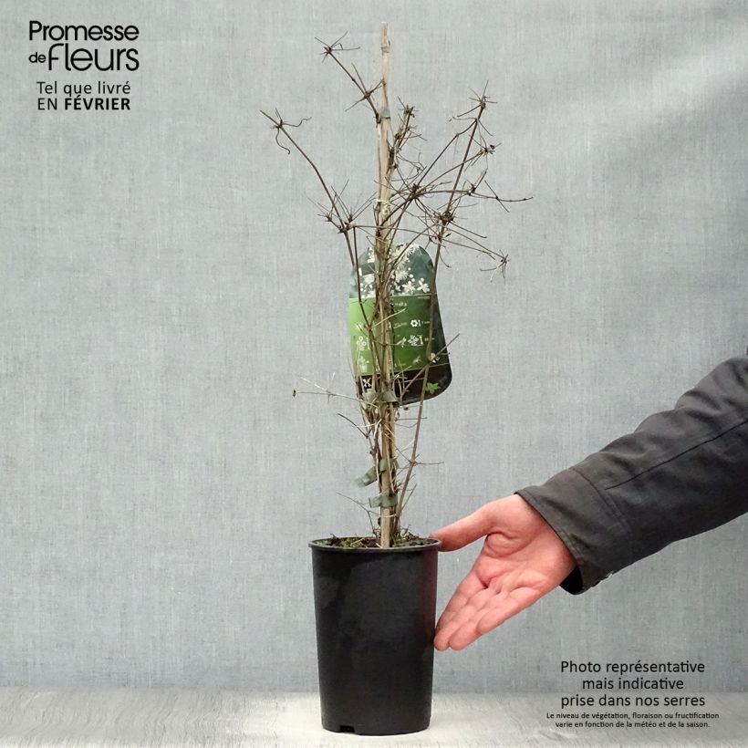 Clematis vitalba Maceta 2L/3L Ejemplar entregado en invierno