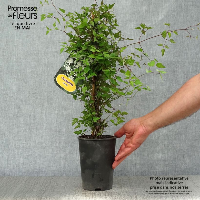 Clematis vitalba Maceta 2L/3L Ejemplar entregado en la primavera