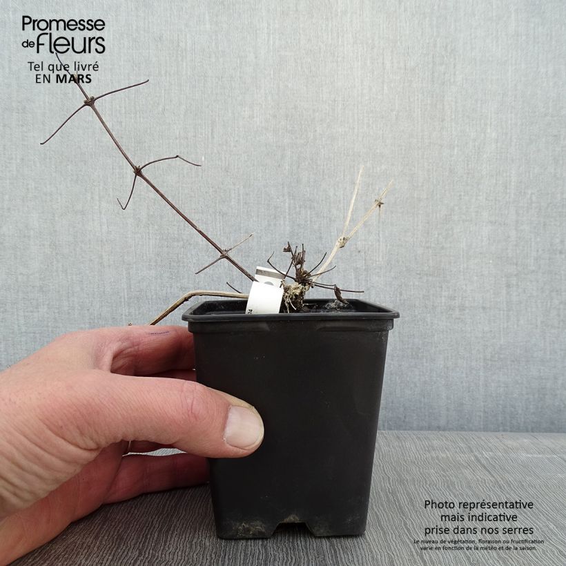 Clematis vitalba Maceta de 8/9 cm Ejemplar entregado en invierno