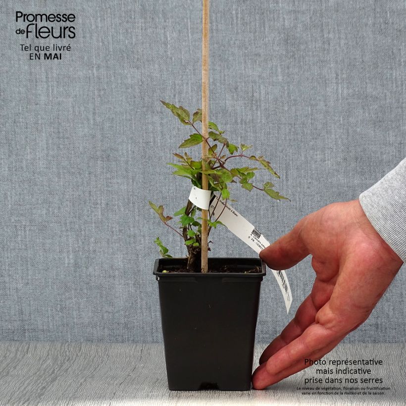 Clematis vitalba Maceta de 8/9 cm Ejemplar entregado en la primavera