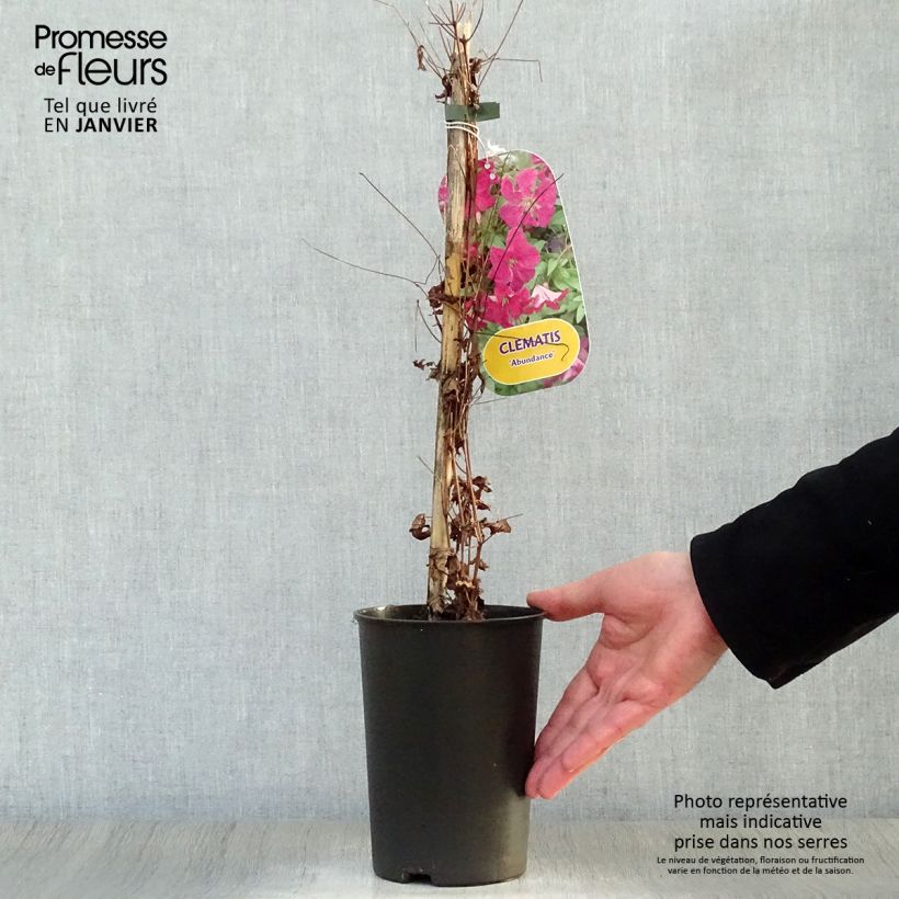 Clematis viticella Abundance Maceta 2L/3L Ejemplar entregado en invierno