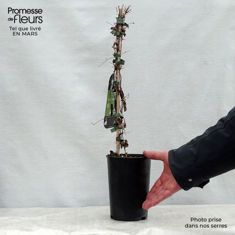 Clematis viticella Alba Luxurians Maceta 2L/3L Ejemplar entregado en la primavera