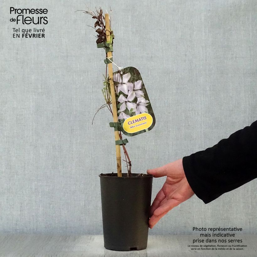 Clematis viticella Alba Luxurians Maceta 2L/3L Ejemplar entregado en invierno