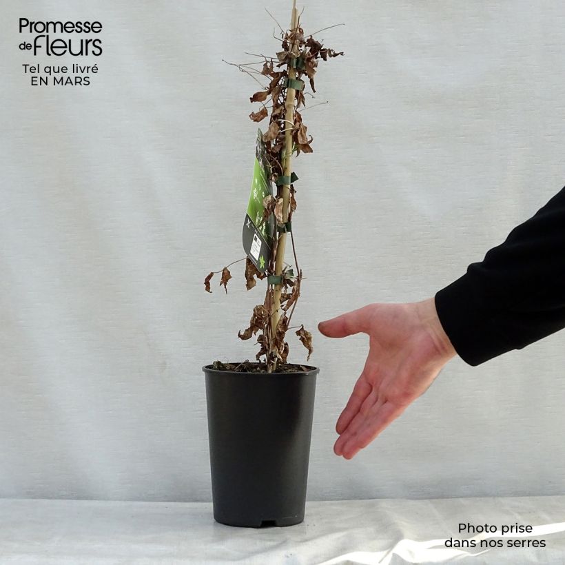 Clematis viticella Black Prince Maceta 2L/3L Ejemplar entregado en la primavera