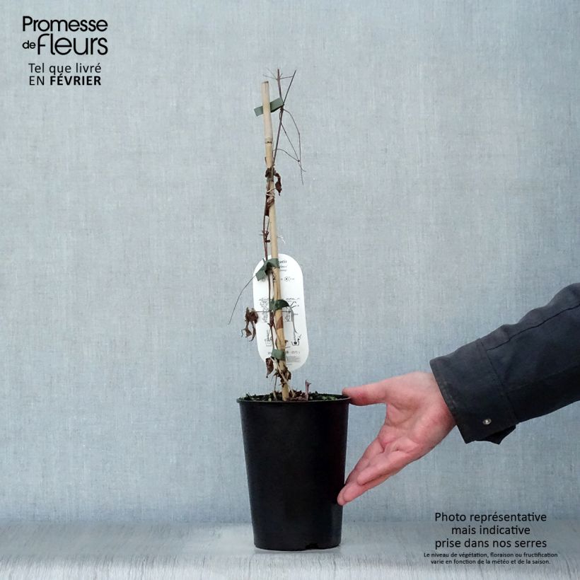 Clematis viticella Black Prince Maceta 2L/3L Ejemplar entregado en invierno