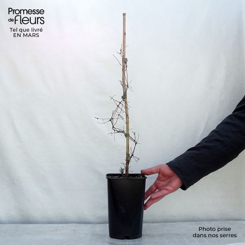 Clematis viticella Burning Love Maceta 2L/3L Ejemplar entregado en la primavera