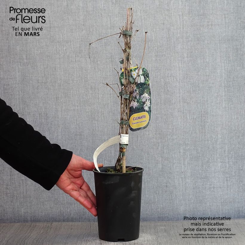 Clematis viticella Caerulea Luxurians Maceta 2L/3L Ejemplar entregado en invierno