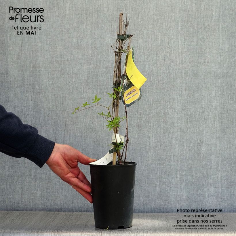 Clematis viticella Caerulea Luxurians Maceta 2L/3L Ejemplar entregado en la primavera