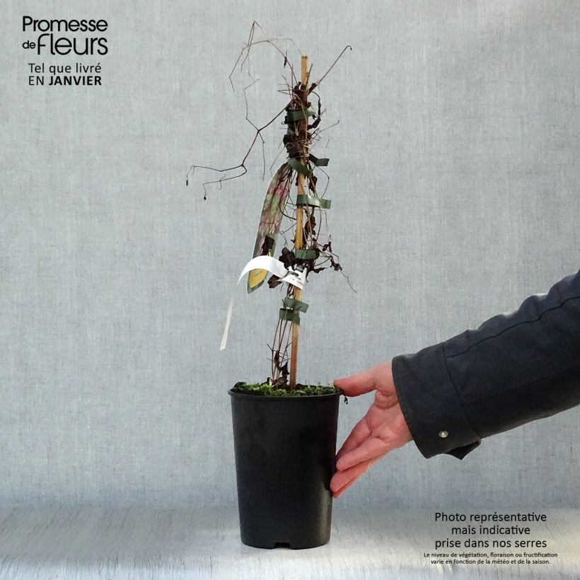 Clematis Etoile Rose Maceta 2L/3L Ejemplar entregado en invierno