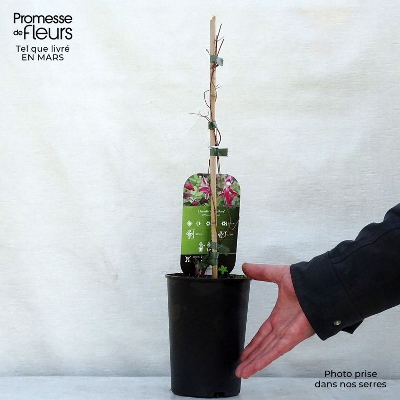 Clematis Etoile Rose Maceta 2L/3L Ejemplar entregado en la primavera
