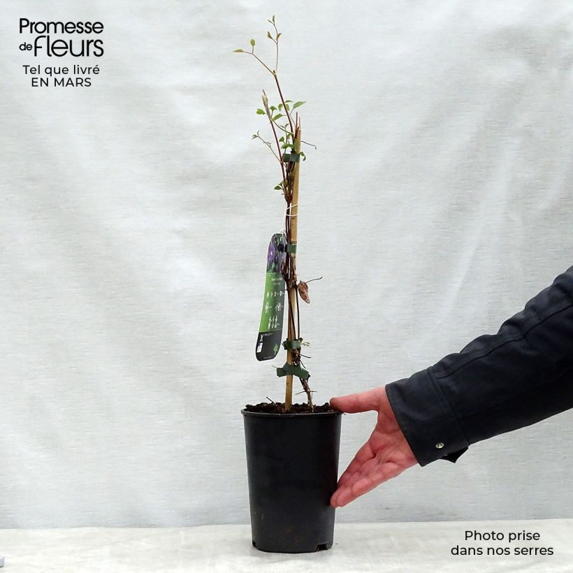 Clematis Etoile violette Maceta 2L/3L Ejemplar entregado en la primavera