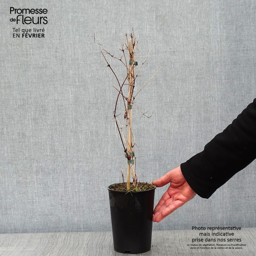 Clematis Etoile violette Maceta 2L/3L Ejemplar entregado en invierno