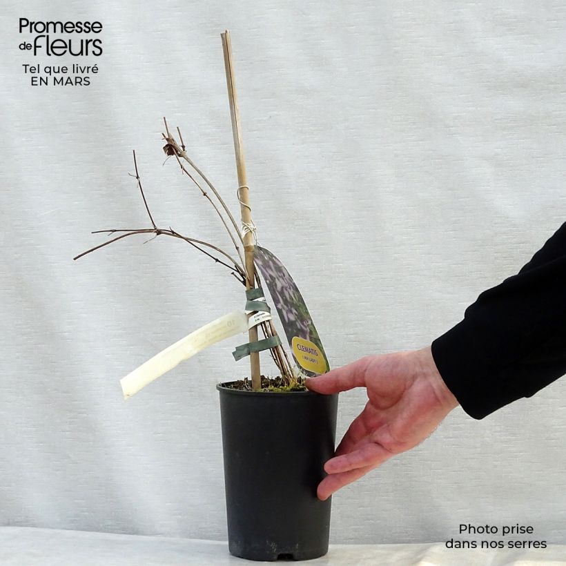 Clematis viticella I am Lady J Maceta 2L/3L Ejemplar entregado en la primavera