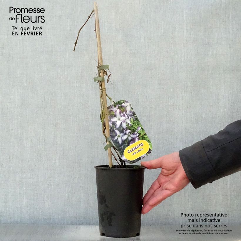 Clematis viticella I am Lady J Maceta 2L/3L Ejemplar entregado en invierno