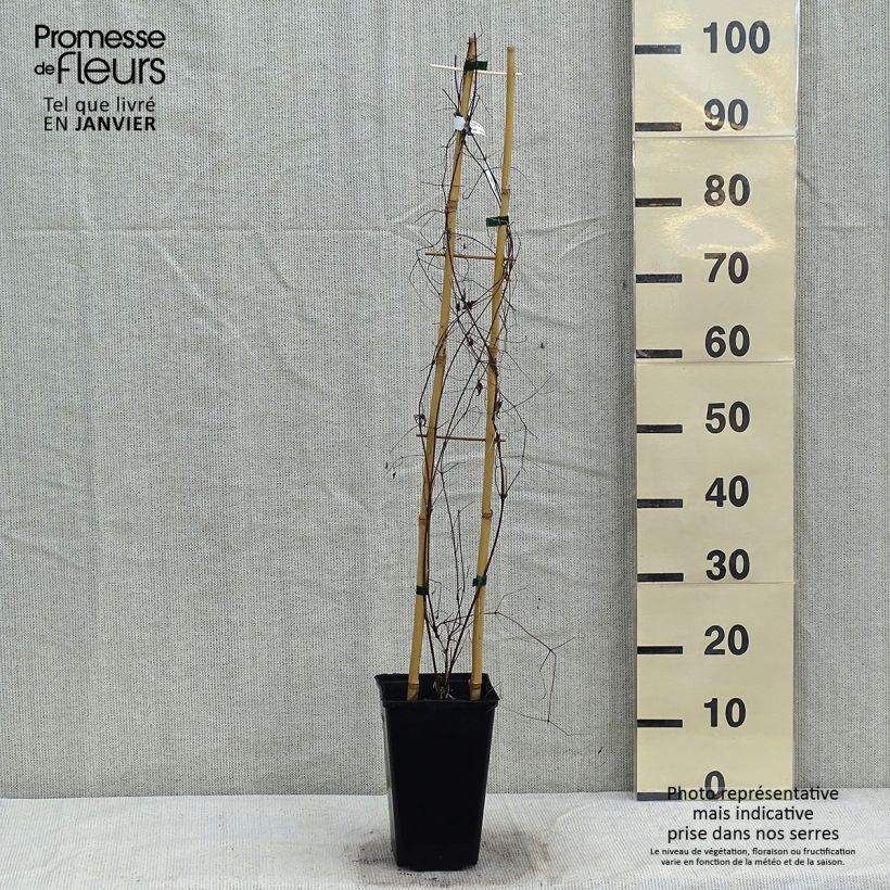 Clematis Krakowiak Maceta 3L/4L Ejemplar entregado en invierno