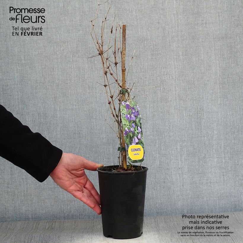 Clematis Little Bas Maceta 2L/3L Ejemplar entregado en invierno