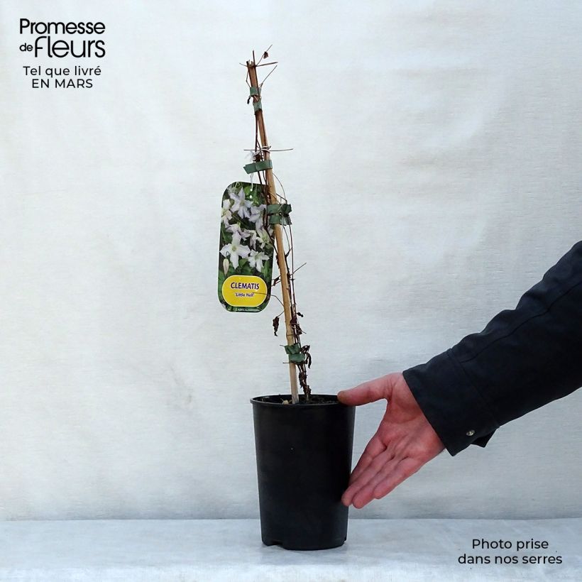 Clematis Little Nell Maceta 2L/3L Ejemplar entregado en la primavera
