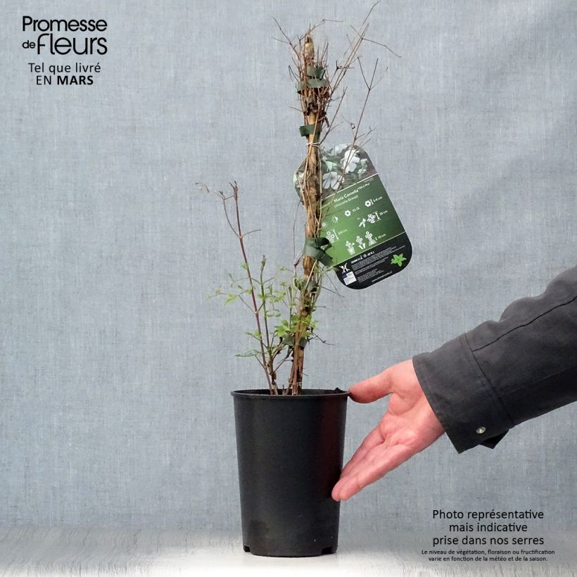 Clematis Maria Cornelia Maceta 2L/3L Ejemplar entregado en la primavera