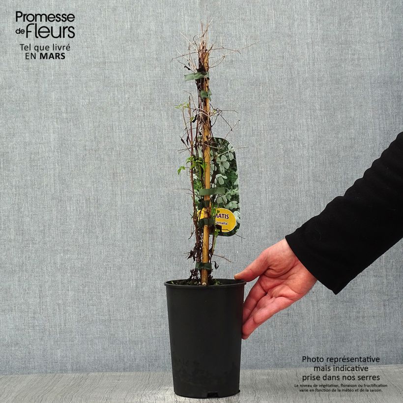 Clematis Maria Cornelia Maceta 2L/3L Ejemplar entregado en invierno
