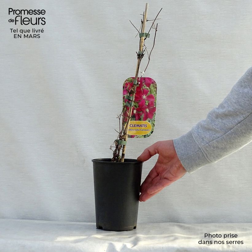 Clematis viticella Mme Julia Correvon Maceta 2L/3L Ejemplar entregado en la primavera