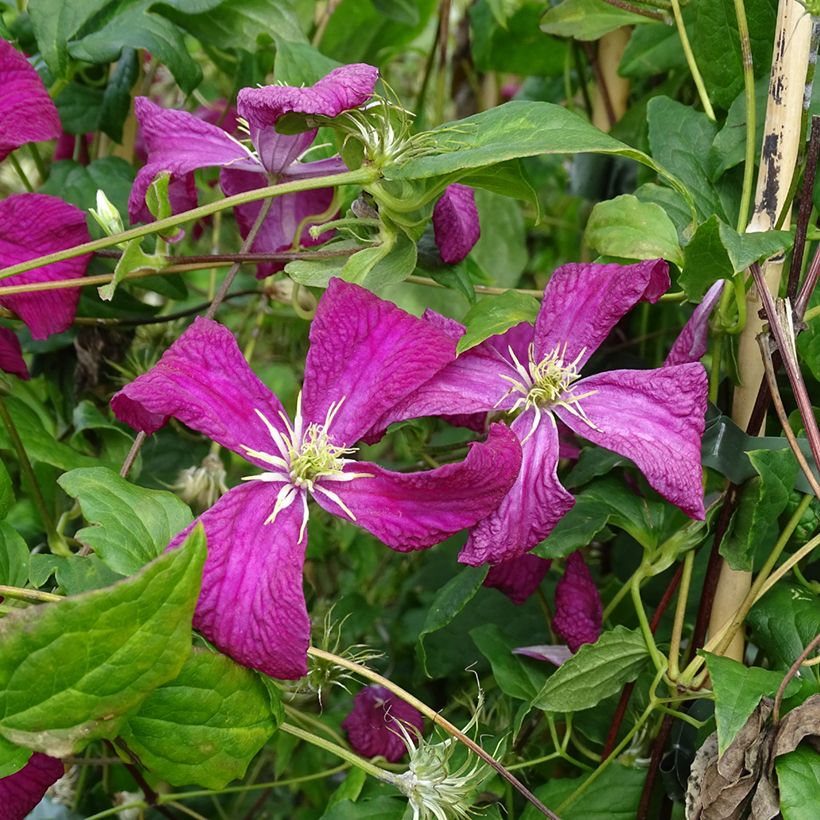 Clematis viticella Mme Julia Correvon (Floración)