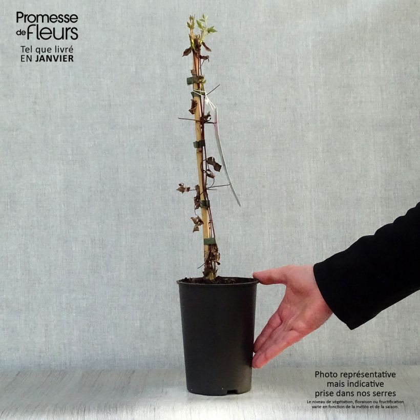 Clematis viticella Mme Julia Correvon Maceta 2L/3L Ejemplar entregado en invierno